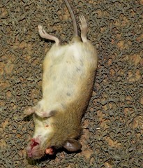 Oligoryzomys microtis