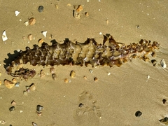 Saccharina cichorioides