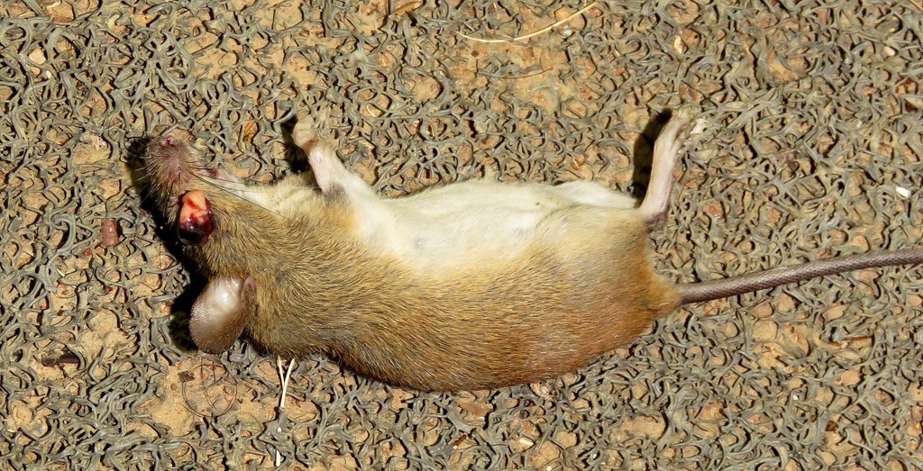 Small-eared Colilargo