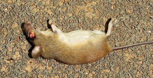Small-eared Colilargo