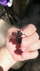 Pygodasis quadrimaculata