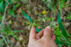 Elymus hystrix hystrix