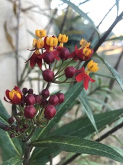 Asclepias curassavica