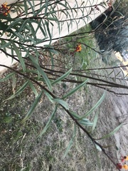 Asclepias curassavica