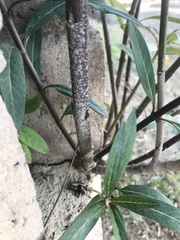 Asclepias curassavica