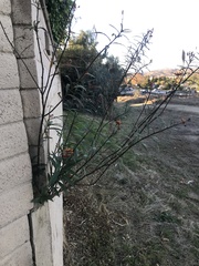 Asclepias curassavica