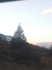 Juniperus occidentalis