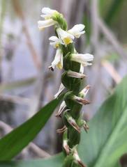 Spiranthes lucida