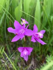 Calopogon tuberosus tuberosus