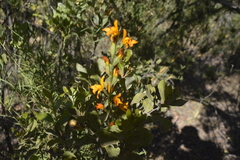 Chloraea chrysantha