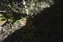Chloraea chrysantha