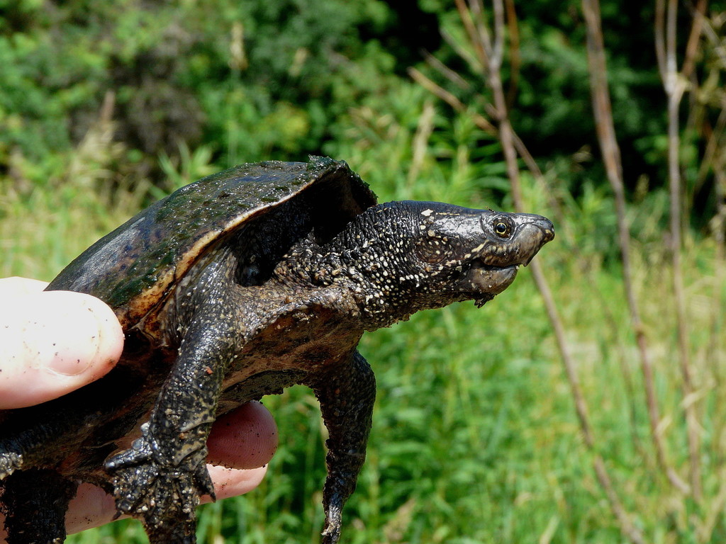 Eastern Musk Turtle in June 2015 by Bruce Ripley · iNaturalist