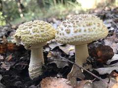 Amanita franchetii