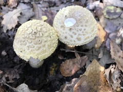 Amanita franchetii