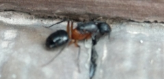 Camponotus