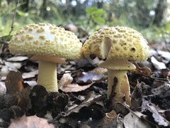 Amanita franchetii