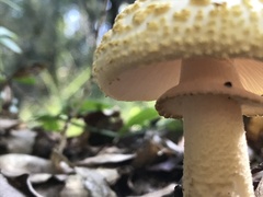 Amanita franchetii