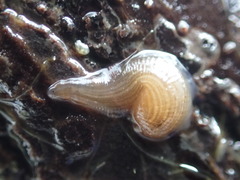 Glossiphoniidae