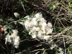 Baccharis halimifolia image