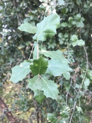 Quercus agrifolia