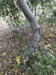 Quercus agrifolia