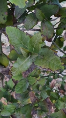 Beilschmiedia miersii