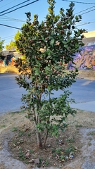 Beilschmiedia miersii