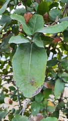 Beilschmiedia miersii