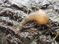 Glossiphoniidae