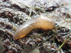 Glossiphoniidae