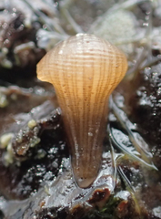 Glossiphoniidae