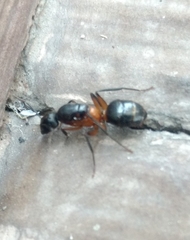 Camponotus