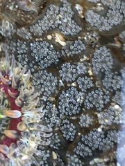 Botryllus schlosseri