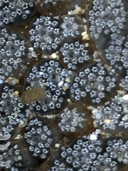 Botryllus schlosseri