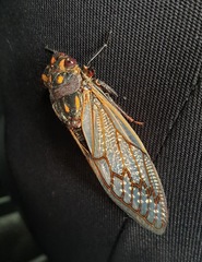 Macrotristria angularis