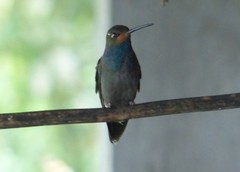 Urochroa bougueri