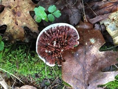 Hydnellum scrobiculatum