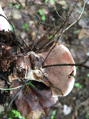 Hydnellum scrobiculatum