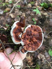 Hydnellum scrobiculatum