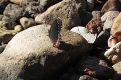 Gyrocheilus patrobas