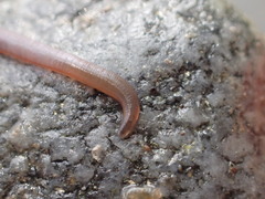 Glossiphoniidae