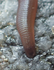 Glossiphoniidae