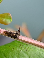 Acanthuchus trispinifer