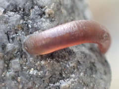 Glossiphoniidae