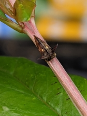 Acanthuchus trispinifer