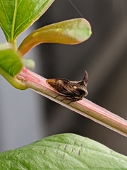 Acanthuchus trispinifer