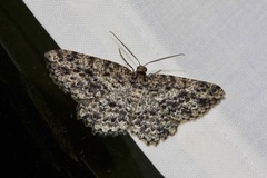 Thallogama nigraria