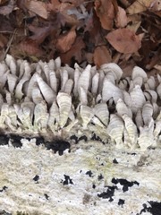 Fungi