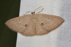 Poecilasthena anthodes