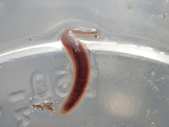 Glossiphoniidae